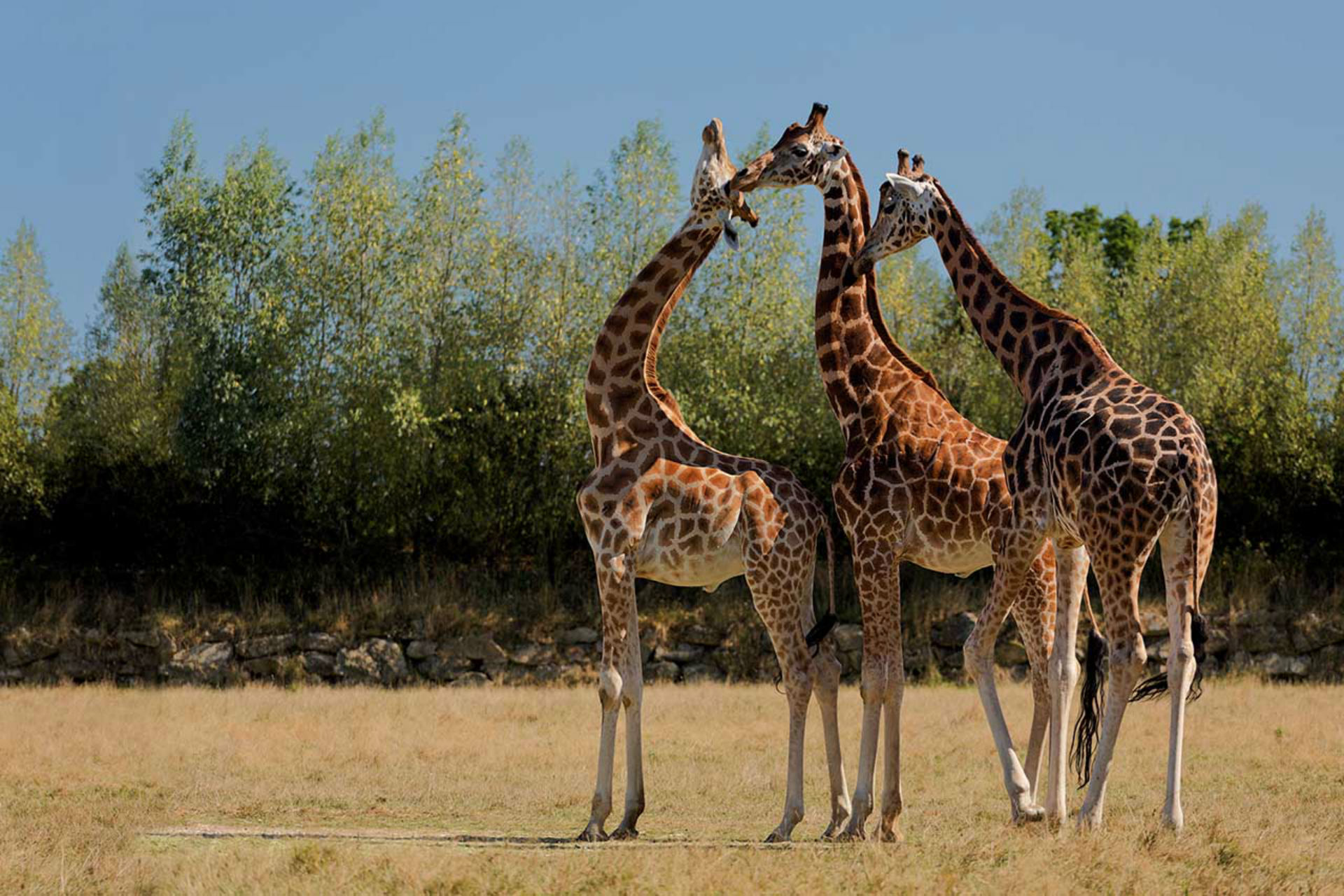 branféré le guerno proche domaine de la héchaie